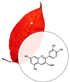 Leaf color pigments diagram, Anthocyanins - SmokyMountains.com