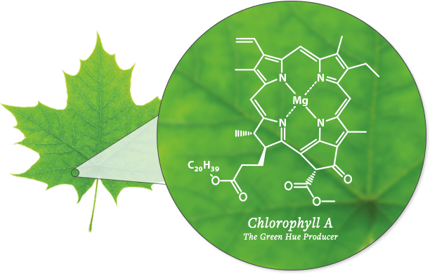 Diagram of Chlorophyll - SmokyMountains.com