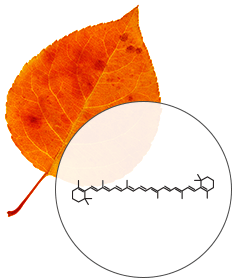 Leaf color pigments diagram, Beta-Carotene - SmokyMountains.com